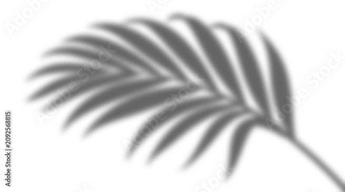 Tableau sur toile Blurry gray palm leaf on transparent background for design and decoration purpos