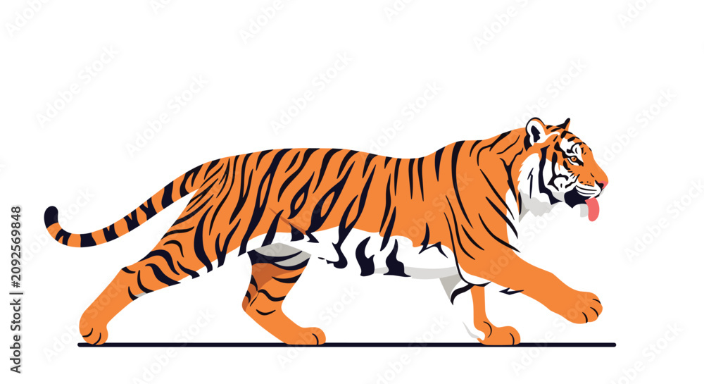 Obraz premium Magnificent tiger walking with a determined gaze and its tongue out shown in a realistic flat illustration style on a white background.