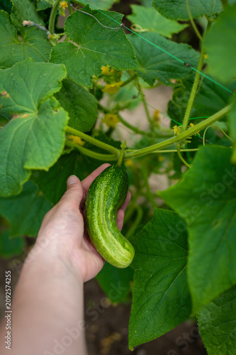 Fresh cucumber growing in a home garden. Hand touching a ripe cucumber on a green vine. Summer vegetable cultivation and homegrown food concept.