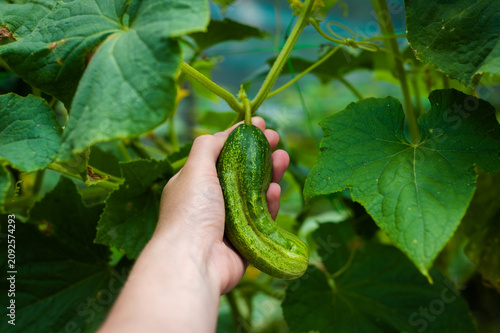 Harvesting green cucumber from garden vine. Hand touching a ripe cucumber on a green vine. Summer vegetable cultivation and homegrown food concept.