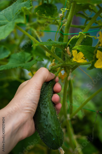 Hand picking cucumber from a garden vine. Close-up of a fresh cucumber growing among leaves and yellow flowers. Seasonal vegetable harvest and natural food.