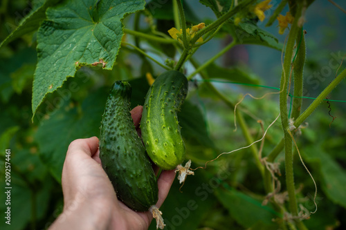 Ripe cucumbers growing in vegetable garden. Hand holding fresh green cucumbers on a leafy vine. Homegrown produce, organic gardening and summer harvest.