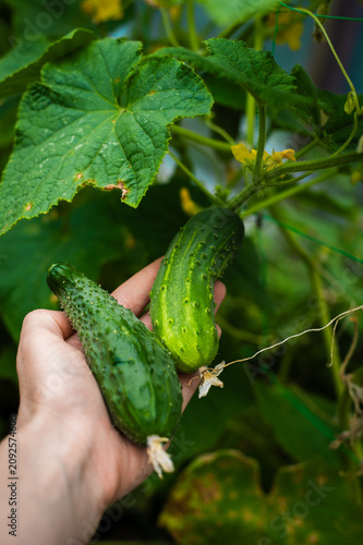 Hand harvesting fresh cucumbers in vegetable garden. Woman picking ripe green cucumbers from leafy garden vines. Homegrown vegetables, summer harvest and organic food concept.