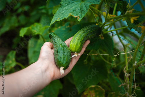 Woman picking ripe green cucumbers from leafy garden vines. Woman picking ripe cucumbers from a green vegetable vine. Seasonal gardening and healthy homegrown food.