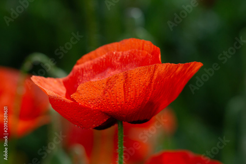 A vibrant red poppy covered in raindrops shown in a close-up macro view again...