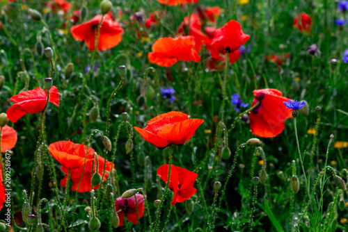Vibrant red poppies and scattered blue cornflowers fill a sunlit summer meado...