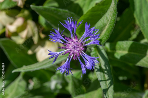 Foto Centaurea montana mountain cornflower blue purple flowers in bloom, knapweed blu