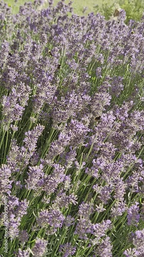 Vibrant purple lavender bush blooming in a lush green summer garden. Lavender flowers with bumblebees