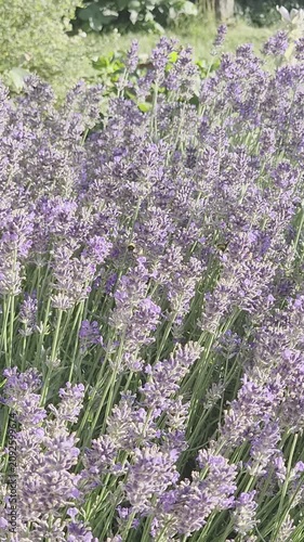 Vibrant purple lavender bush blooming in a lush green summer garden. Lavender flowers with bumblebees