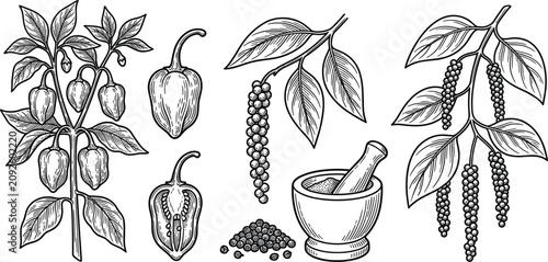 Foto Vintage black pepper and habanero sketch icons set featuring plant branches mort