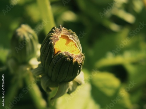 Vászonkép Emerging yellow flower bud revealing early petal structures within protective gr