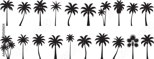 Fotografie Set of black palm tree vector silhouettes displaying diverse tropical foliage sh