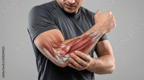 Anatomy of human arm muscles highlighting elbow joint with physiology structure education biological muscular clinical healthcare training