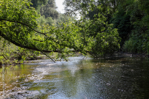 Foto Lush green branches of an old willow tree lean low over the calm, mirror-like surface of a forest river