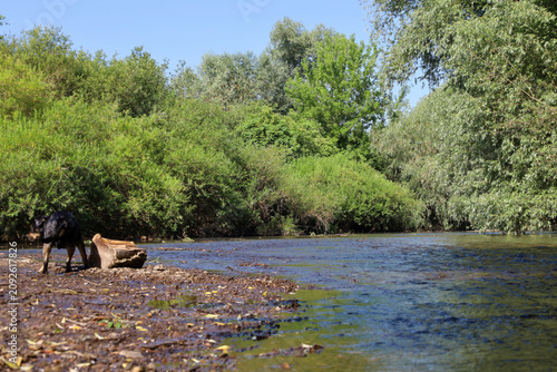 Canvastavla A dark dog stands on the stony bank of a shallow river near an old log