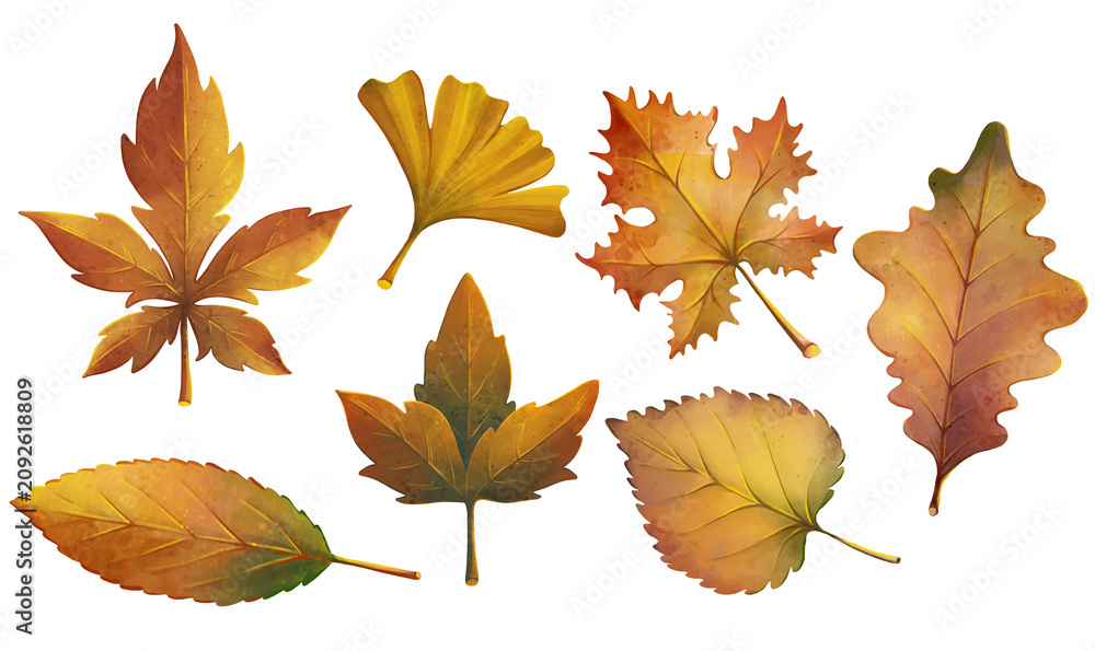 Fototapeta premium Watercolor autumn leaves set with maple, oak and ginkgo biloba, botanical fall foliage collection isolated on transparent background