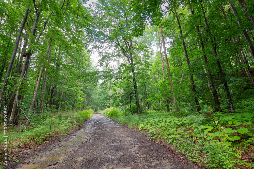 Fototapeta premium gravel road through deciduous forest in summer. primeval beech woodland of transcarpathia. travel background for carpathian countryside of ukraine