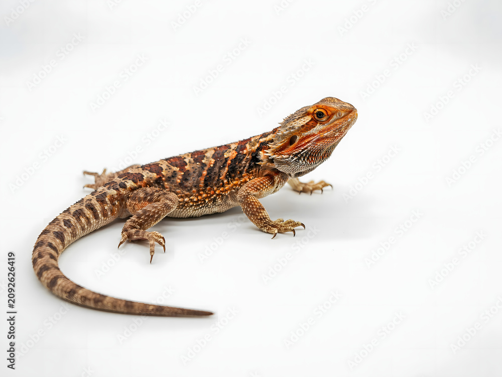 Fototapeta premium Bearded dragon lizard on white background