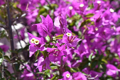 Foto Drillingsblume (Bougainvillea)