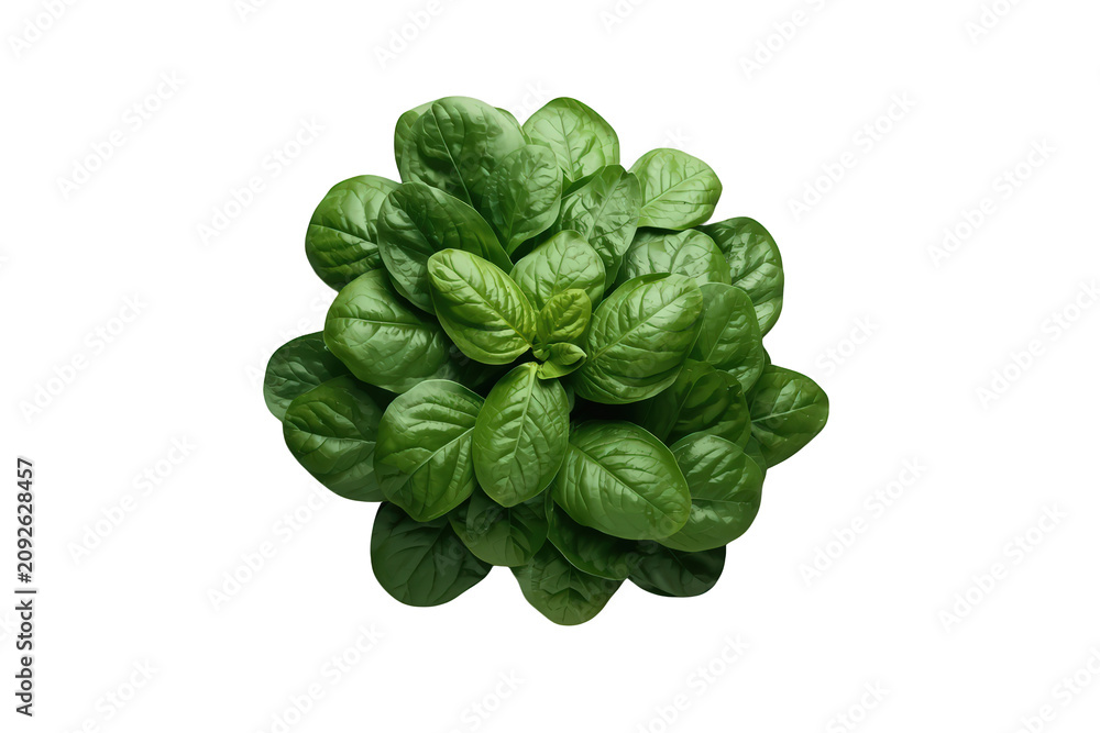 Fototapeta premium Fresh spinach leaves bundle, healthy organic green vegetable, raw food ingredient for diet and cooking, transparent background