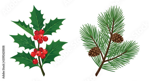 Holly branch and pine needles with cones vector illustration