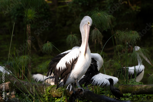 A pelican is basking by the edge of the pond.