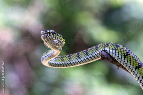 a Sumatran Pit Viper (Trimeresurus sumatranus) with a unique skin pattern