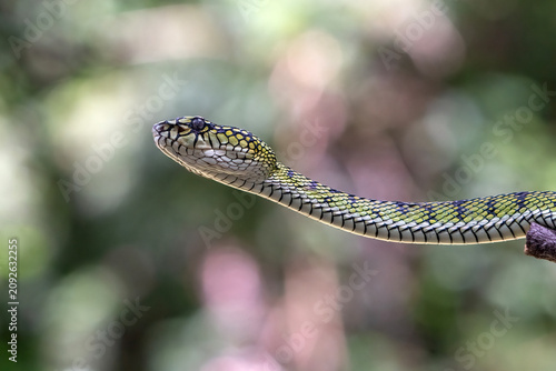 a Sumatran Pit Viper (Trimeresurus sumatranus) with a unique skin pattern