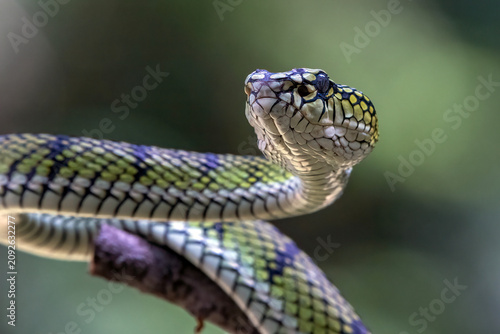 a Sumatran Pit Viper (Trimeresurus sumatranus) with a unique skin pattern
