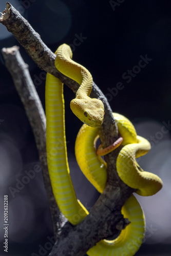 A White-lipped Pit Viper (Trimeresurus insularis) is coiled around a tree branch.