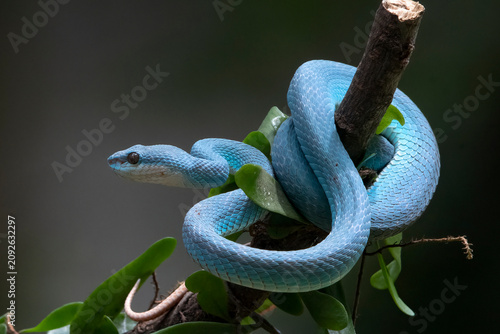 A White-lipped Pit Viper (Trimeresurus insularis) is coiled around a tree branch.