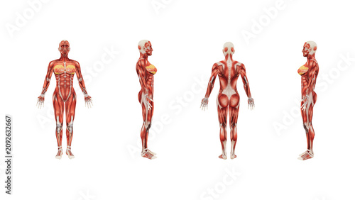 Foto Human body muscle and skeletal system anatomy in four different views detailed,