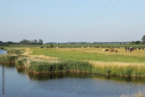 a rural landscape of a large herd of cattle grazing in a green meadow and a creek with water in front in the dutch countryiside in summer