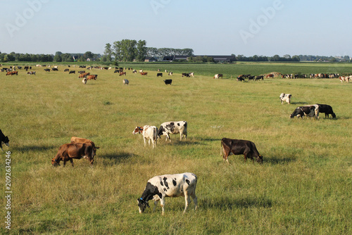 a big herd of cows in grazing in a green meadow in the dutch countryside in summer