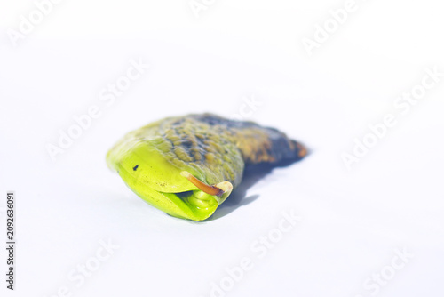 Bild auf Leinwand Naturally opened mango seed revealing an emerging primary root on white background under natural light