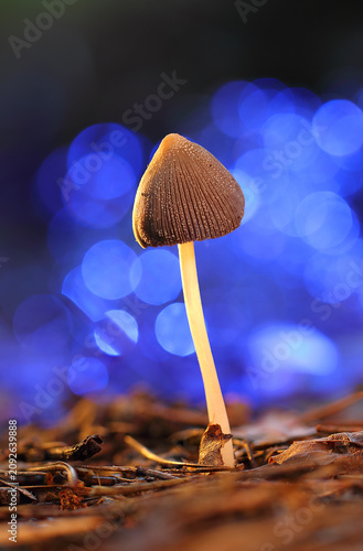 Liberty cap mushroom