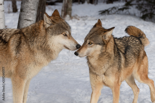Grey Wolf (Canis lupus) Touches Nose to Muzzle Winter