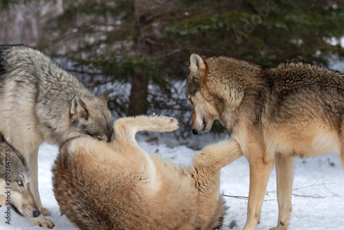 Grey Wolves (Canis lupus) Stand Over Wolf Rolled on Back Winter