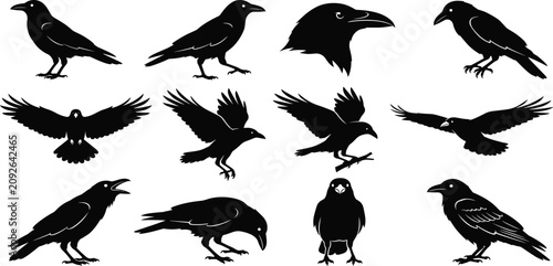 Bild auf Leinwand Crow and Raven Silhouette Collection Featuring Flying Perched Cawing Black Birds