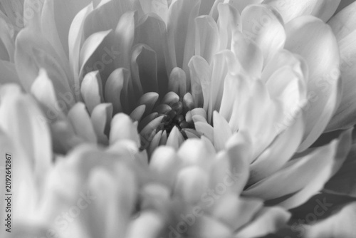 Konstfotografi Smoke Close-up selective soft focus black and white  chrysanthemums, aster; Flower bud pestle; stamen Petals