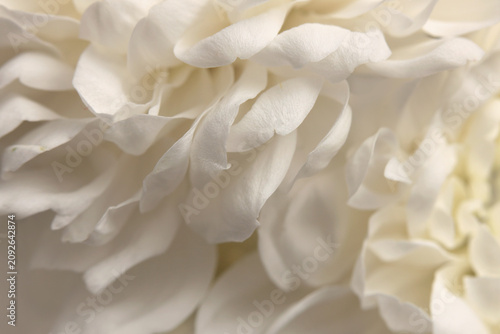 Tableau sur toile Smoke close-up selective soft focus cream white beige chrysanthemums, chamomile, aster Flower bud Petals