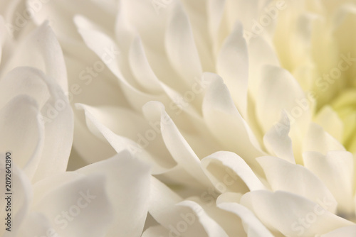 Photos Smoke close-up selective soft focus cream white beige chrysanthemums, chamomile, aster Flower bud Petals