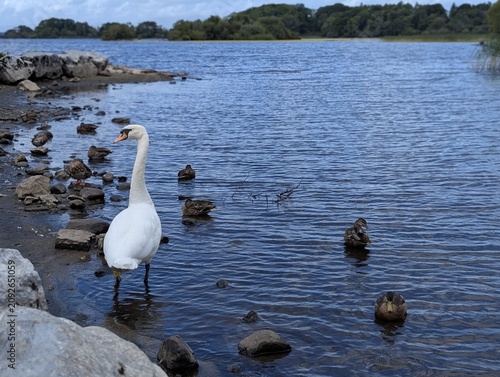 Canvastavla Close-up of a white swan and mallard ducks in shallow rocky waters of a lake in Killarney, Ireland
