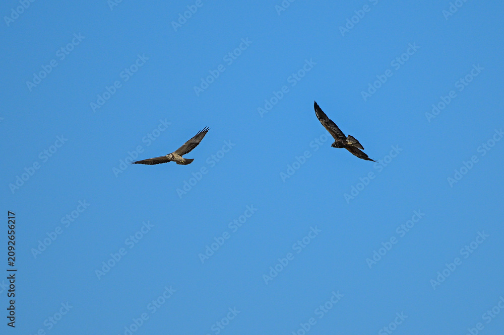 Fototapeta premium Buteo swainsoni, Swainson´s Hawk, La Pampa Provnce, Patagonia, Argentina