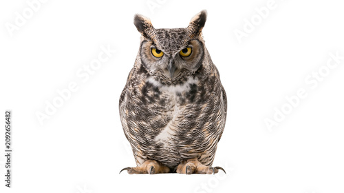 Картината върху платно Great Horned Owl with yellow eyes perched and looking forward, isolated on trans