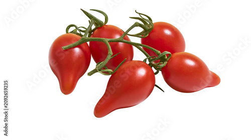 Plump red Roma tomatoes on the vine, isolated on transparent background