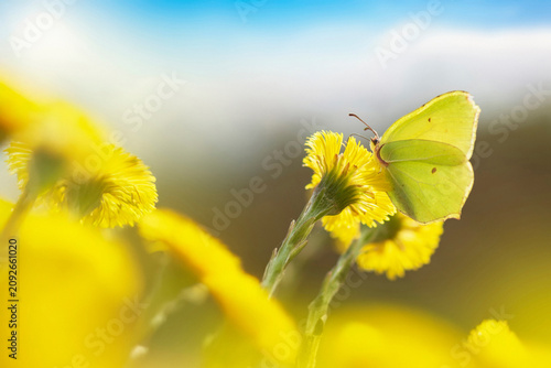 Brimstone butterfly feeding on a yellow coltsfoot flower in spring