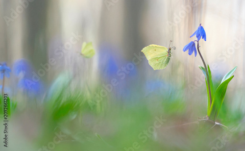Brimstone butterfly flying towards a blue squill flower in spring