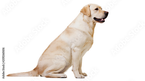 Billede på lærred Golden Labrador Retriever dog sitting attentively, isolated on transparent backg