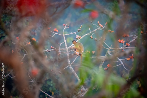 Photography An endangered Capped Langur (Trachypithecus pileatus) feeding on vibrant red Silk Cotton Tree (Bombax ceiba) flowers in its natural forest habitat in Bangladesh
